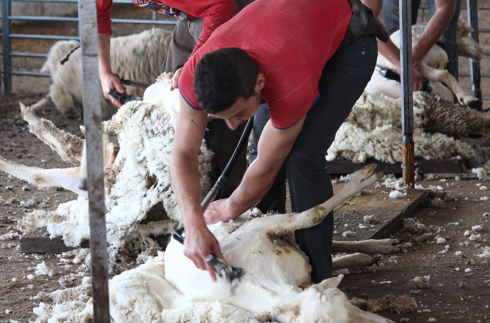 Sheep being sheared of their wool.