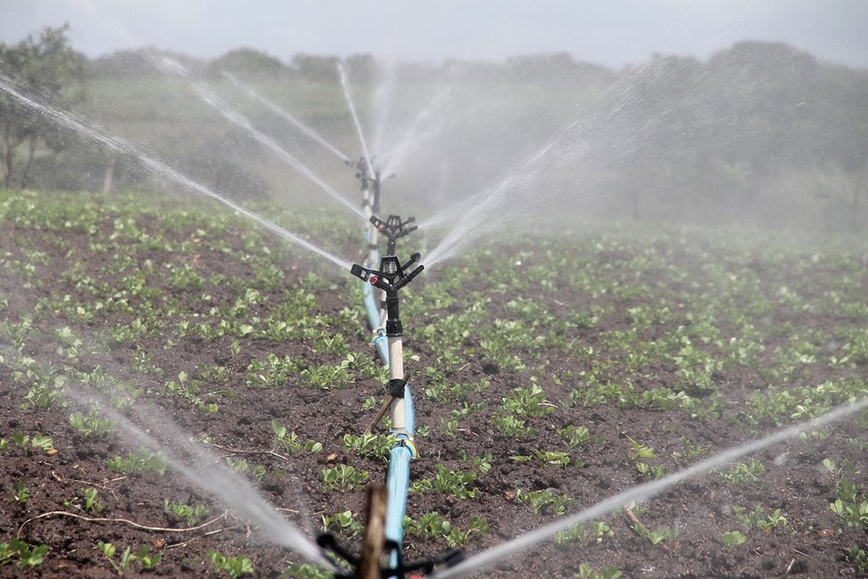 A large sprinkler irrigating a field of crops