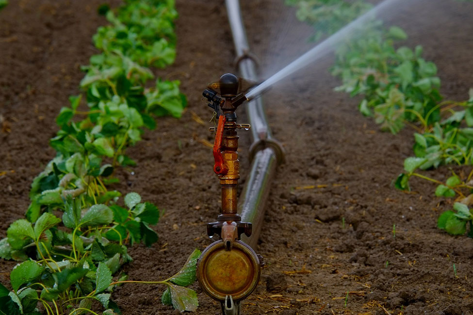 A water sprinkler laid between lines of crops.