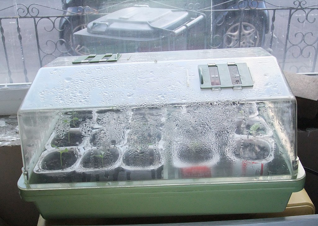 A plant incubator with seedlings growing within, sitting on a windowsill to catch light.