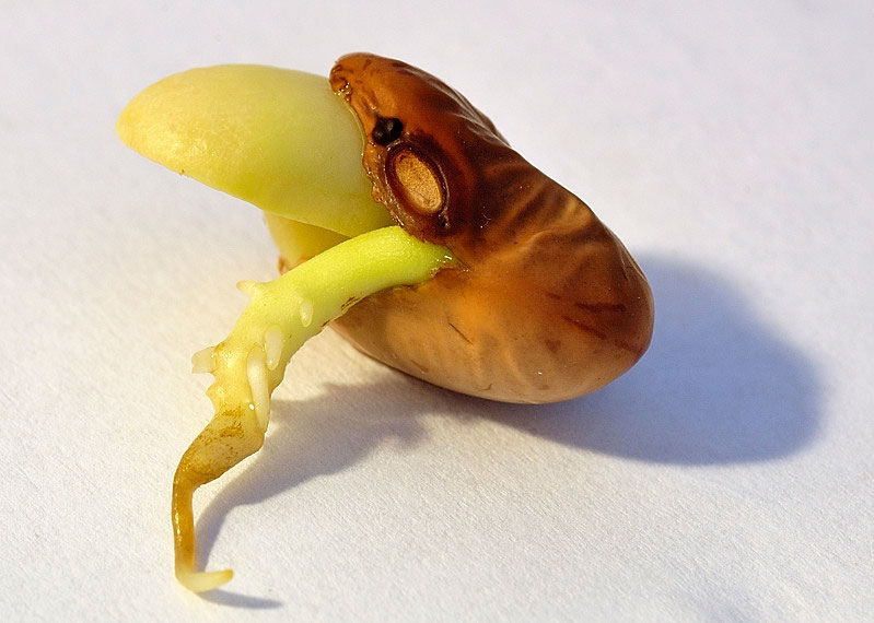 A bean at the early stages of germination.