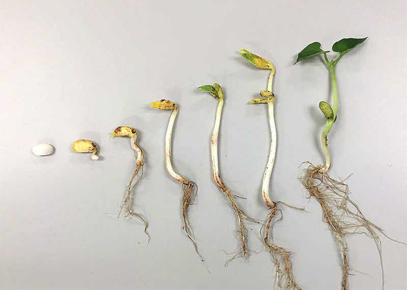 Beans laid out to show stages of germination from seed to seedling.