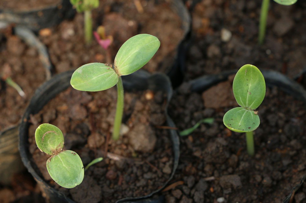 Young seedlings coming up through compost in pots