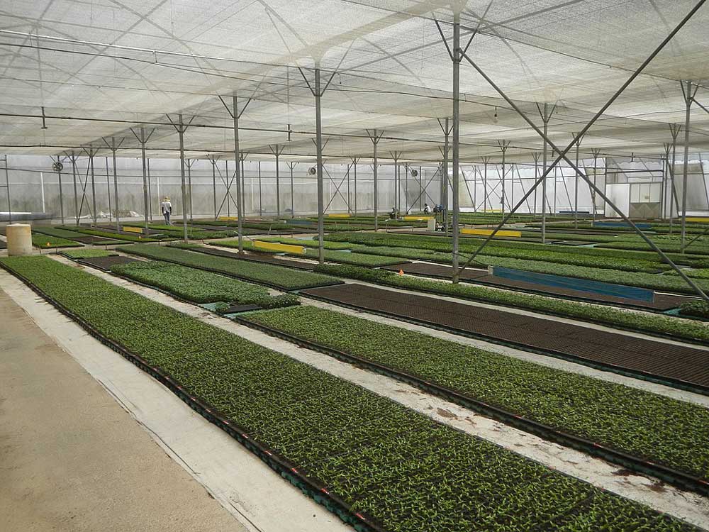 Seed trays laid out on floor in vast greenhouses.