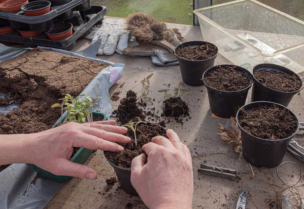 young tomatoes being transplanted into pots.