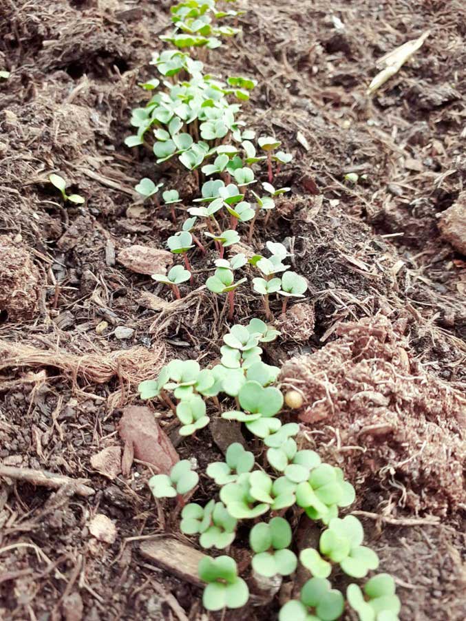 seedlings coming through where they have been sown in drills