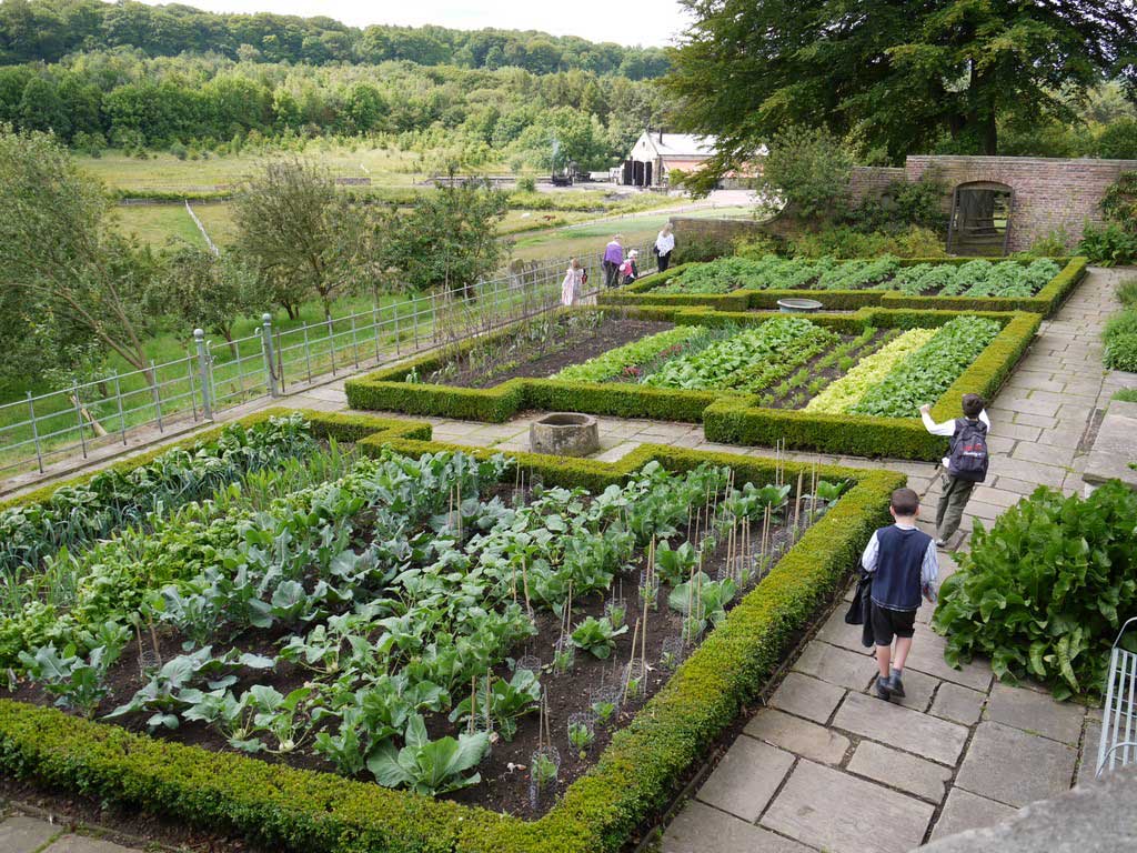 Vegetables growing in drills in beds bordered by low hedging.