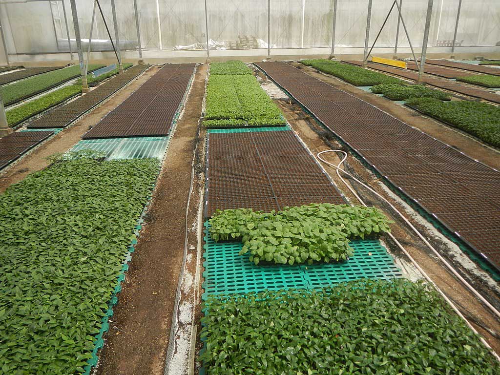 Seed trays with growing seedlings laid out on floor in vast greenhouses