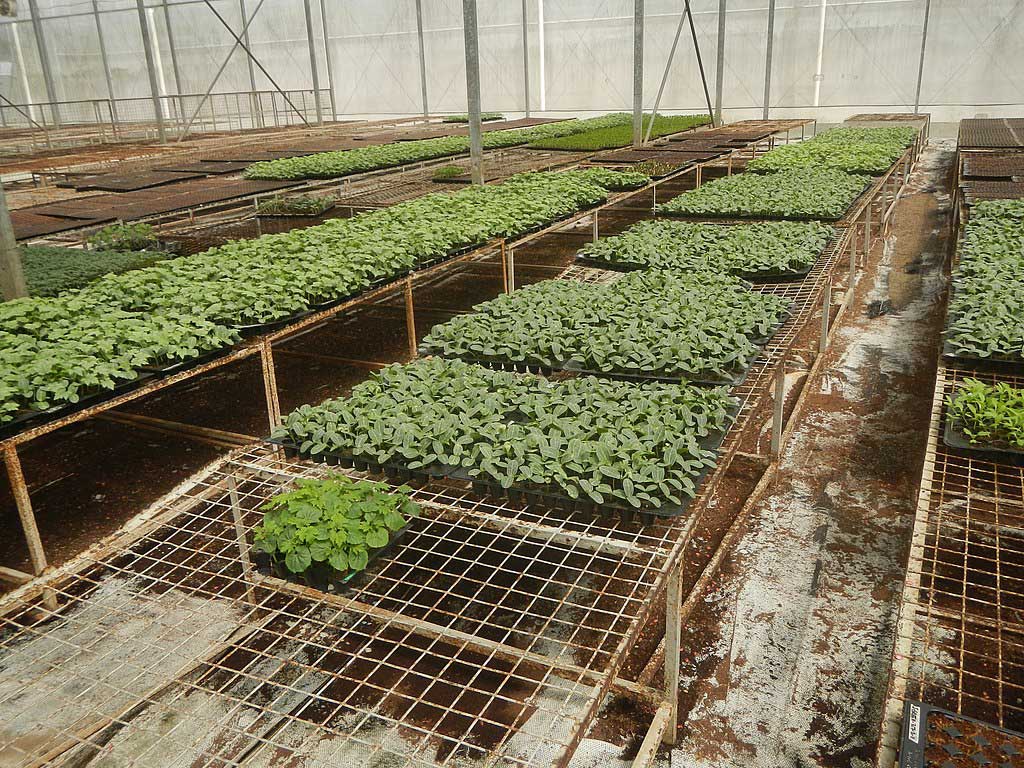 Seed trays with growing seedlings laid out on benches in vast greenhouses
