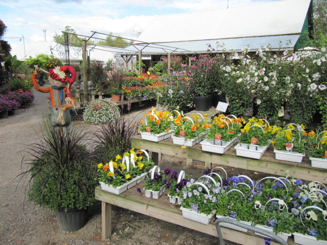 Trays of brightly coloured bedding plants laid out for sale in a garden nursery.