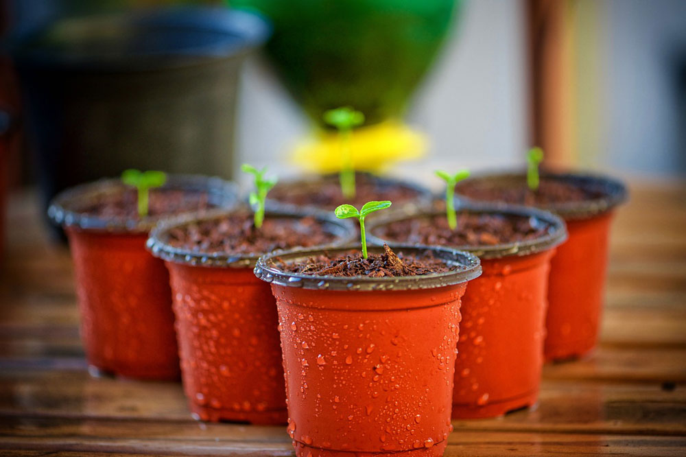 Freshly watered seedlings in individual orange plastic pots.