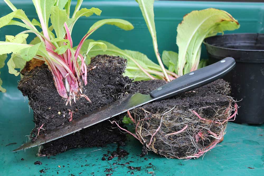 A clump of flowering plants and root systems cut in half with a knife.