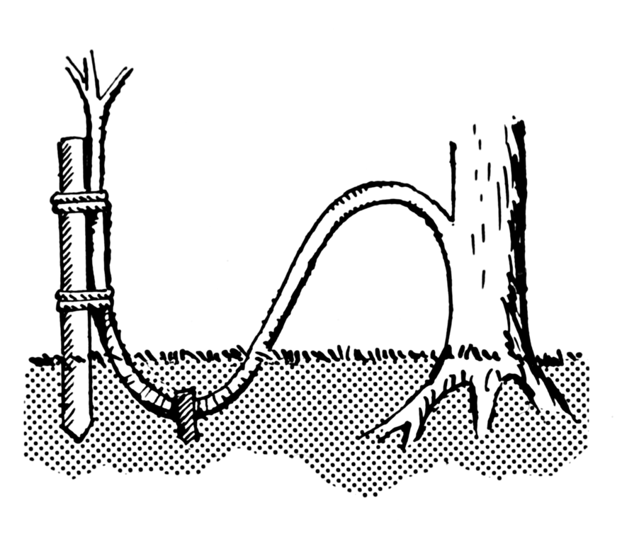 Diagram of a plant branch with the middle pinned into soil and end held upright on a post with a tie