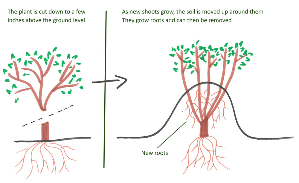 Diagram showing the initial plant cut off inches from the ground and then soil built up over the developing shoots