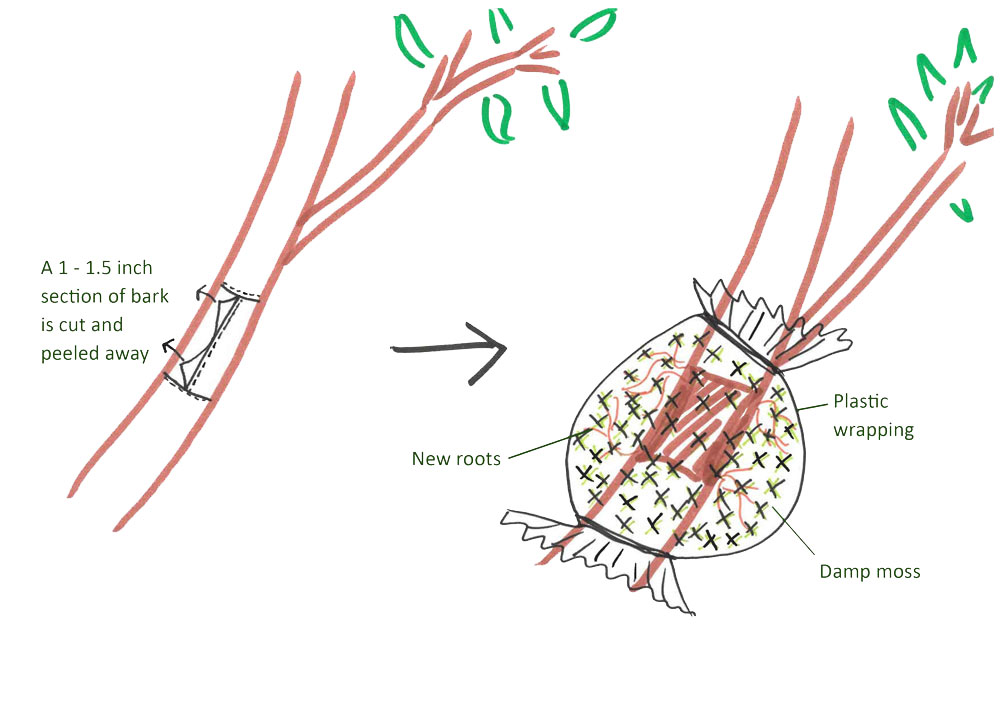 Drawing of a cut section of branch which is then wrapped in a moss filled bag tied above and below the cut