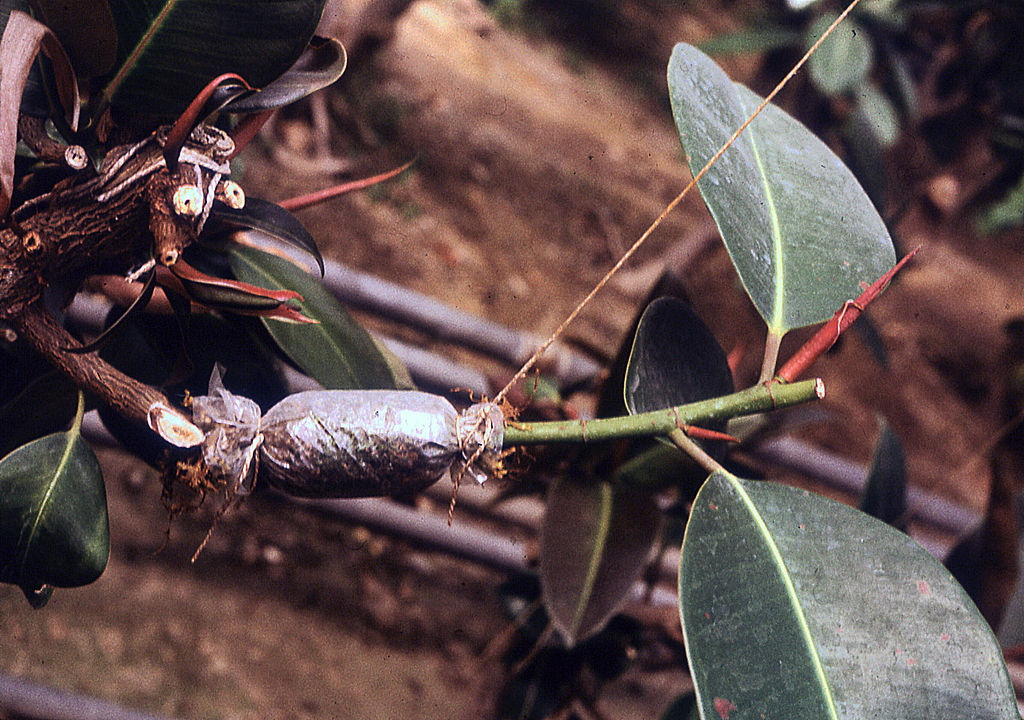 A moss filled plastic wrap secured around a cut section of branch