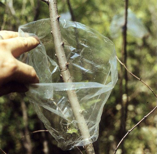 A plastic wrap being placed around around the cut in a branch