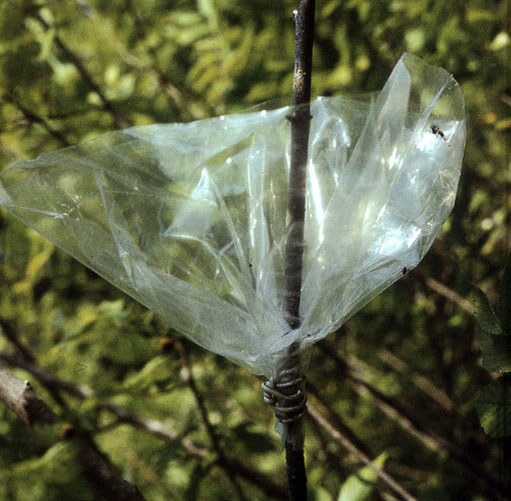 The bottom of the bag is tied at the bottom to create a pocket around the cut area
