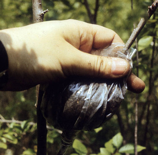 The pocket is filled with moss