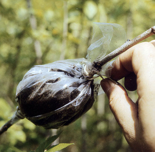 The pocket is filled with moss