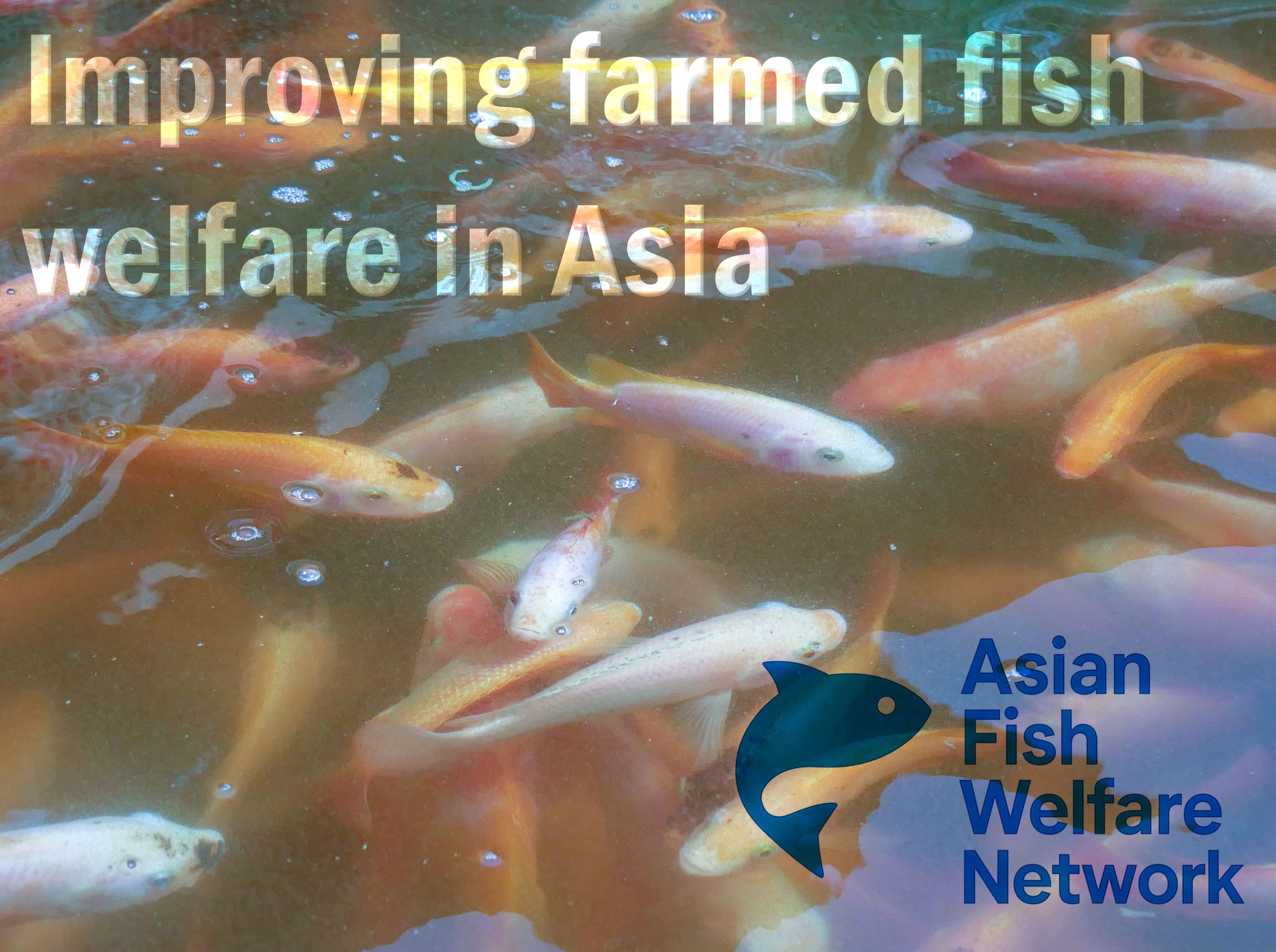 Improving Farmed Fish Welfare in Asia