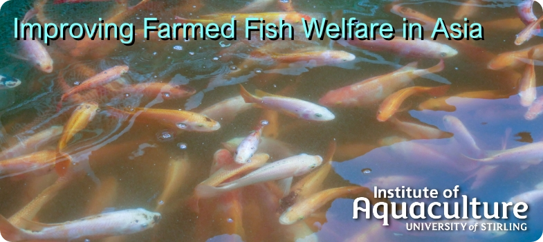 Improving Farmed Fish Welfare in Asia
