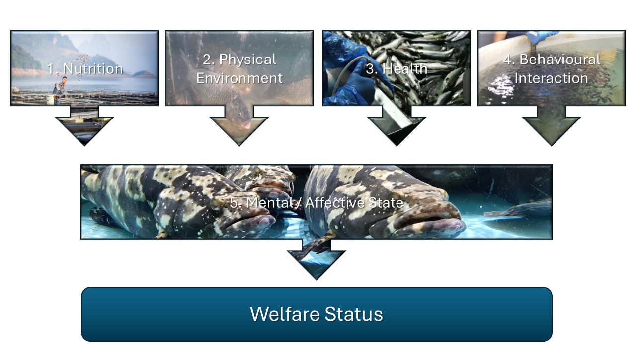 Diagram of the five domains showing boxes with arrows from the first four; Nutrition, Physical environment, health and behavioural interactions pointing towards the fifth box, Mental or Affective state. The arrow from that box then points towards the text "Welfare Status"