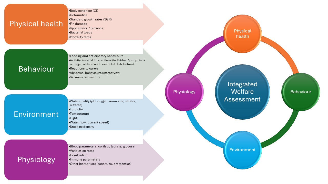 A conceptual diagram showing physical health, behaviour, environment and physiology factors linked together in a circle around the text "Integrated Welfare Assessment". On the left there are text examples of each type of factor 