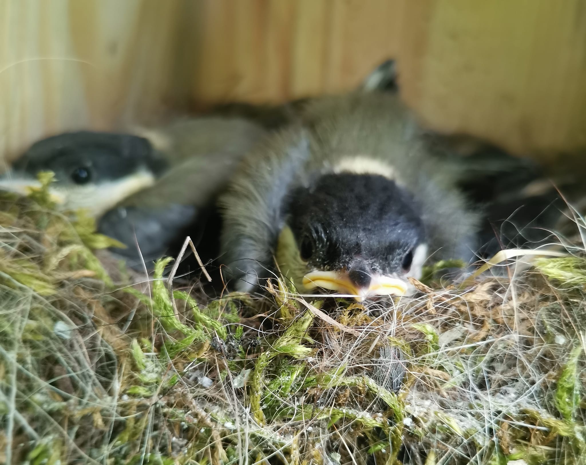 Do for the Birds! Do for Life!