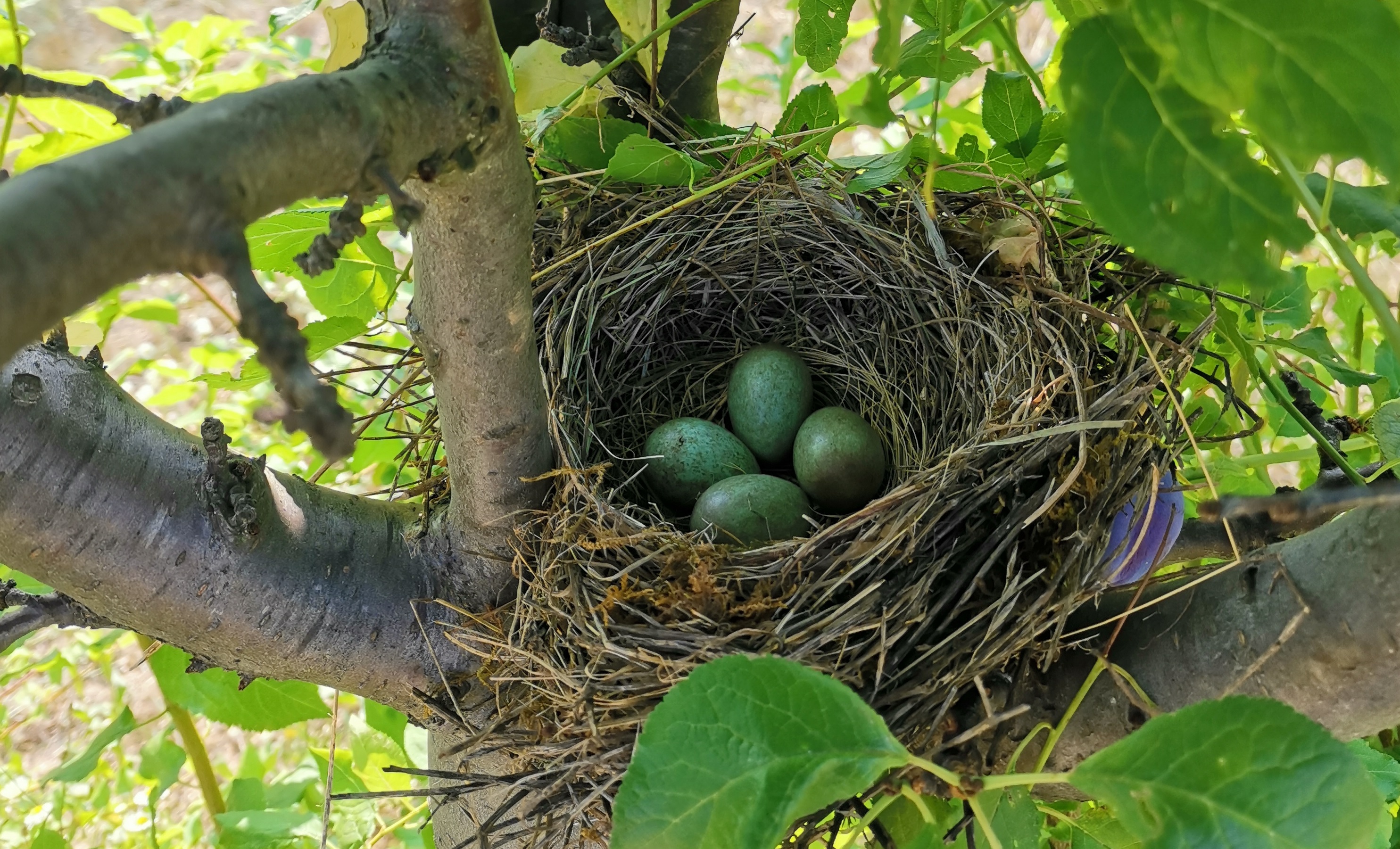 Birds of the world face many threats