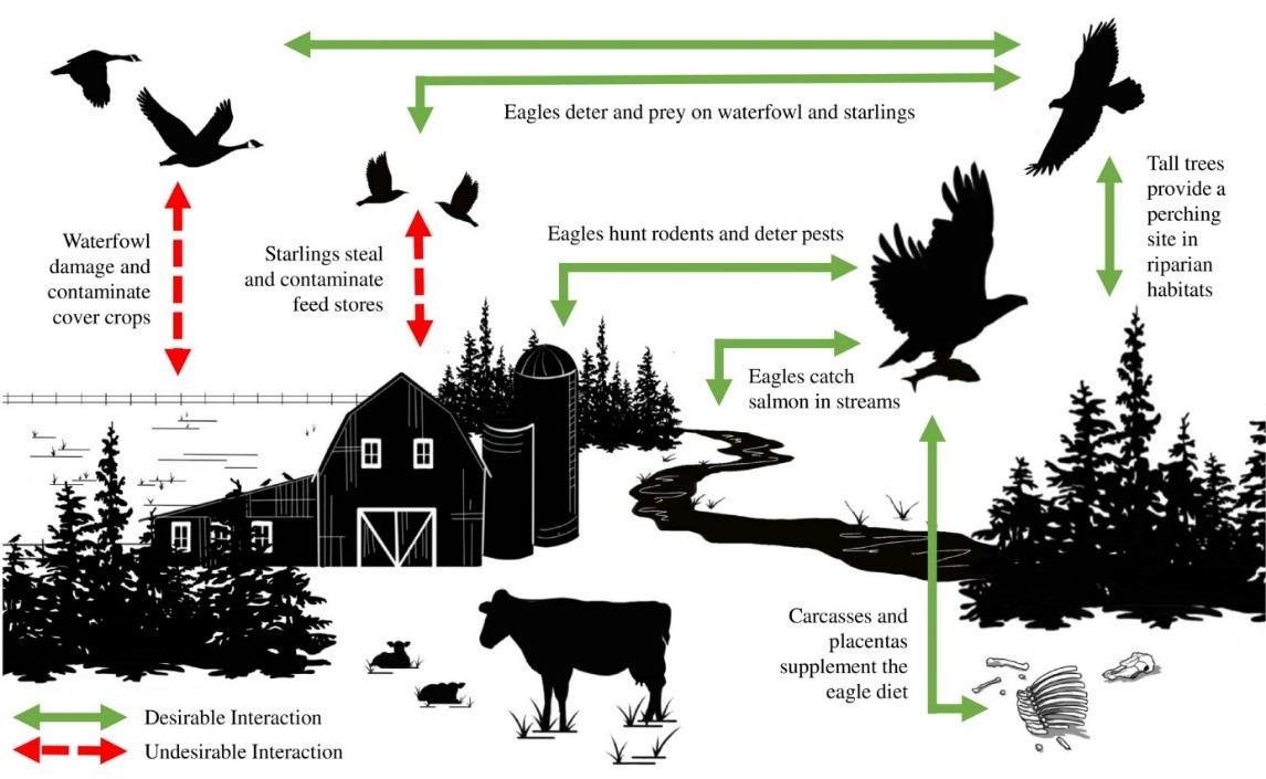 An example of cooperation: eagles help farmers