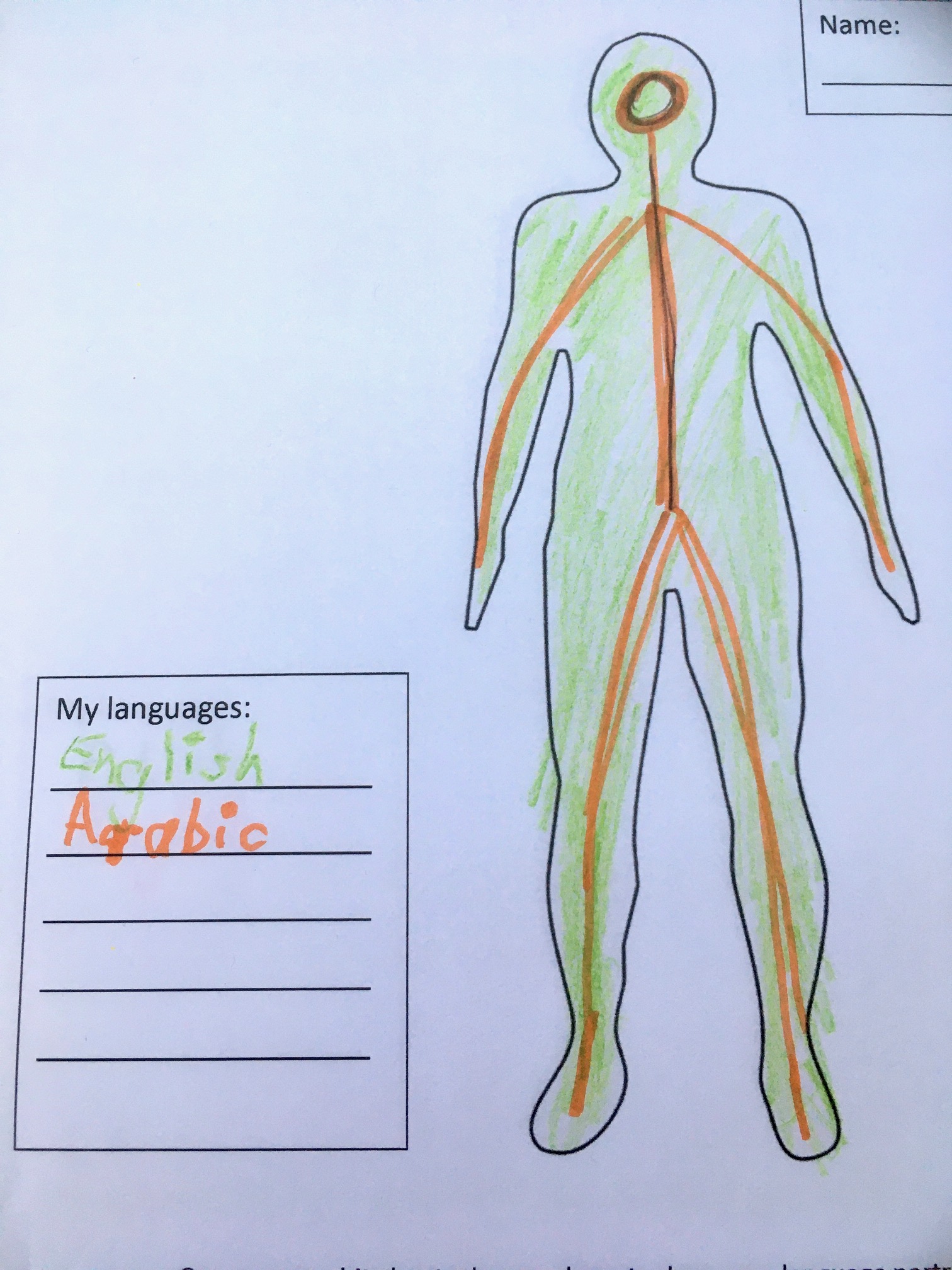 An outline of a person filled with two different colours. Each colour represents a different language: Arabic and English