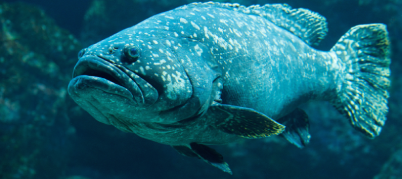 Testing Course - css - copy of original course