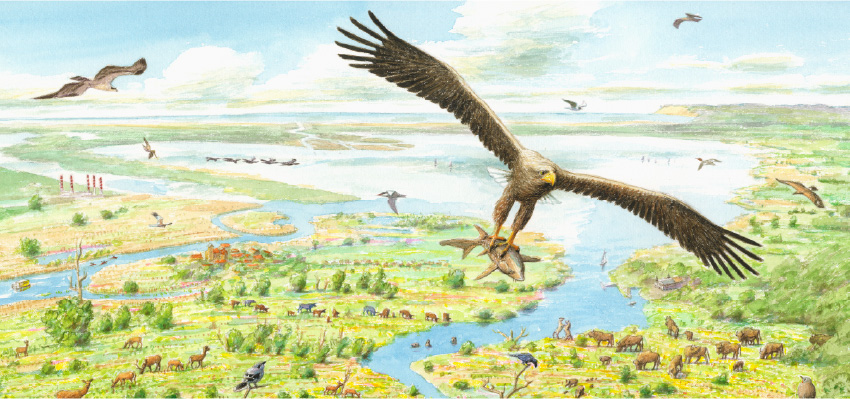 Rewilding Europe Learning Hub