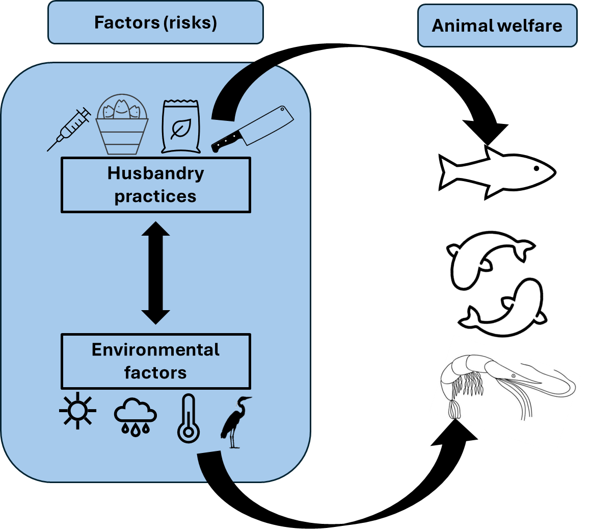 The diagram shows risk factors on the left and animal welfare on the right. Animal welfare is represented simply by outlines of fish and shrimp. The risk factors have icons. The top group represent husbandry practices and have icons representing feed, transport, health and slaughter. The lower group represent environmental factors and include sun, rain, temperature and predators. A double ended arrow shows linkages between husbandry practices and environmental factors. Further arrows link the husbandry practices and the environmental factors animal welfare (the fish and shrimp images on the right).