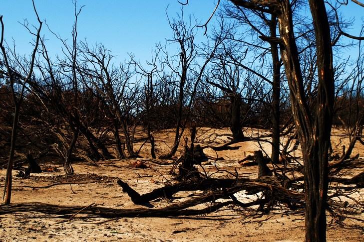 1.4 Vegetation after a fire has occurred. Blackened trunks of small trees and shrubs contrast with sandy soil and blue sky.