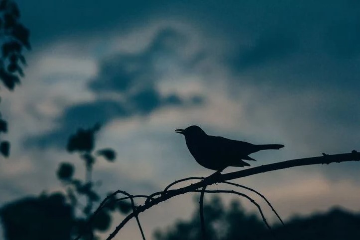A small bird with open beak as if singing, captured at dusk or dawn and silhouetted against the sky.