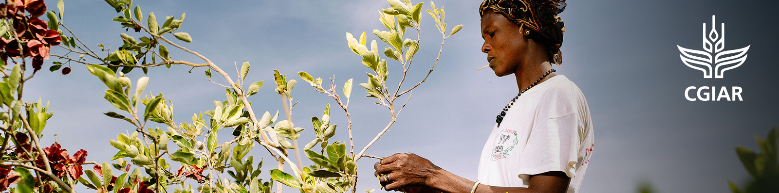 CGIAR course collection