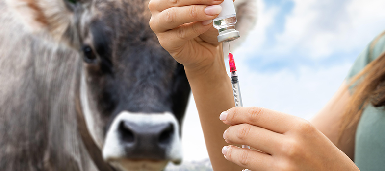 Isolating and identifying bacteria (animal health) (2025)