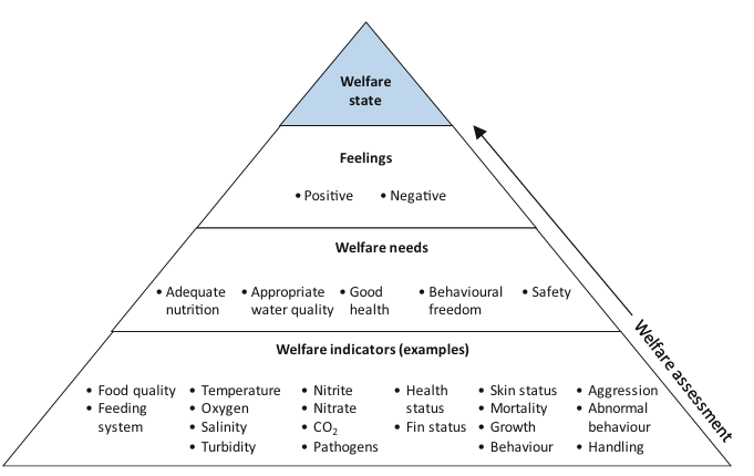 The image shows a pyramid (equilateral triangle) split horizontally into four sections. The top section at the peak of the pyramid is shaded and labelled "Welfare state". The section below is labelled "Feelings" which can be positive or negative. The section below that is labelled "Welfare needs" and mainly includes the five welfare domains. The bottom section of the pyramid is labelled "Welfare indicators" and gives a wide range of examples from feed, water quality parameters, health indicators, behaviour and handling. On the right side of the pyramid there is an arrow from the bottom to the top labelled "Welfare assessment". 