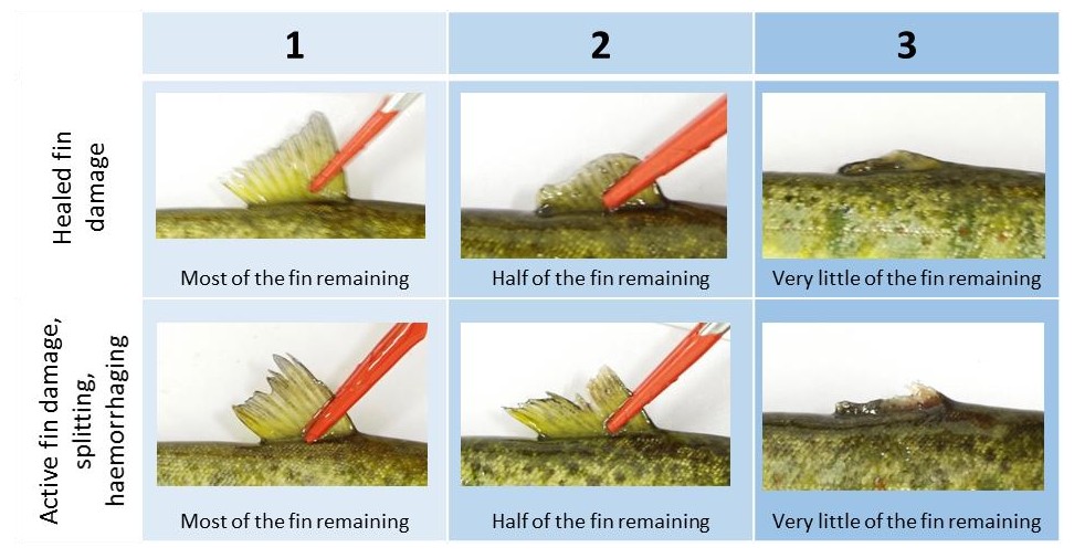Six photographs of fin damage arranged in two rows of three photos. The columns are labelled 1, 2 and 3 representing a welfare score with 1 as least damage and 3 as most damage. The top three photographs show different degrees of damage that are healing and the bottom row shows three examples of fin damage that is active and ongoing. The least damaged examples (score 1) show largely intact dorsal fins, the central (score 2) images show partially damaged dorsal fins and the third column (score 3) show almost entirely eroded dorsal fins. 