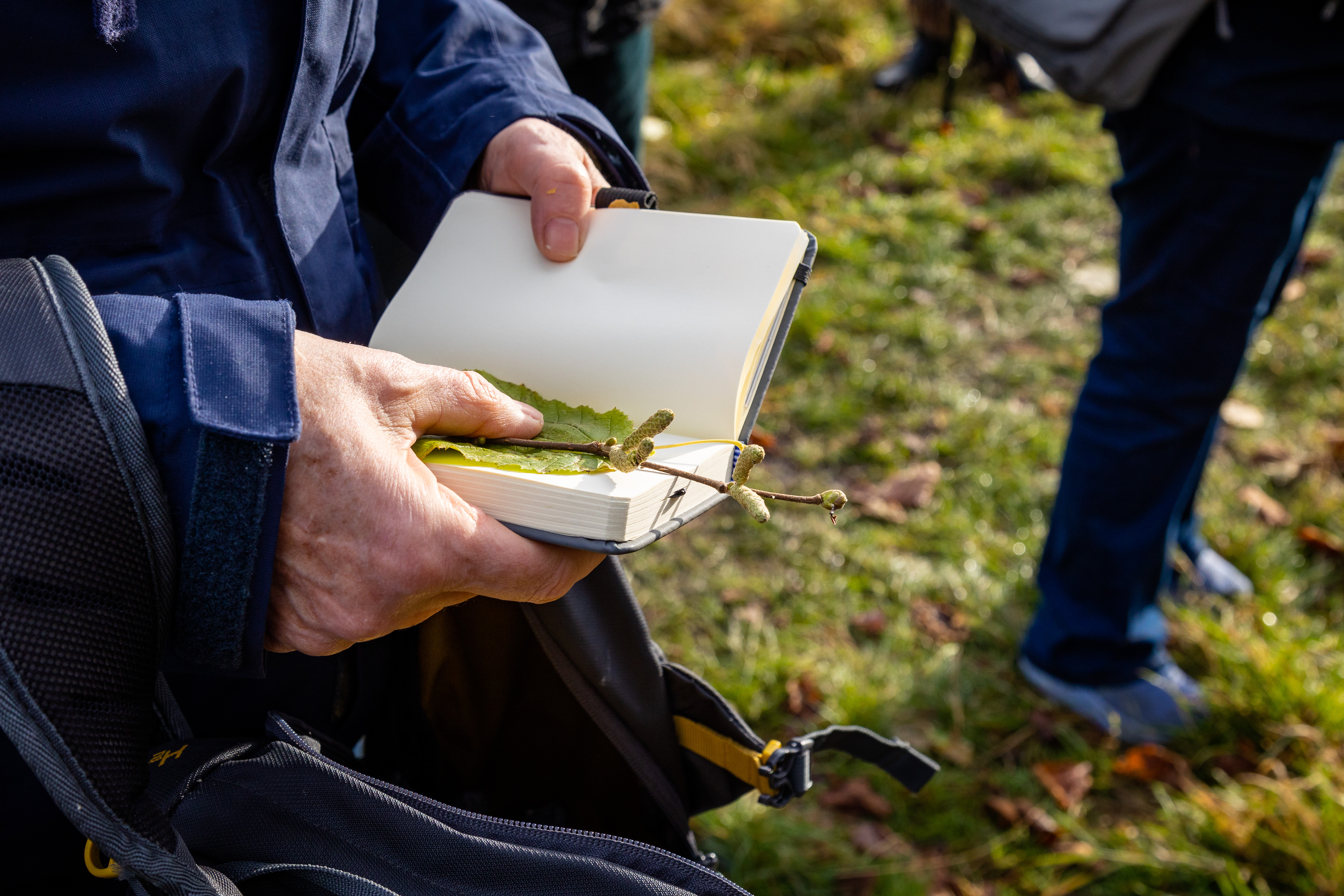 Two hands hold a notebook with hazel leaf and catkins.