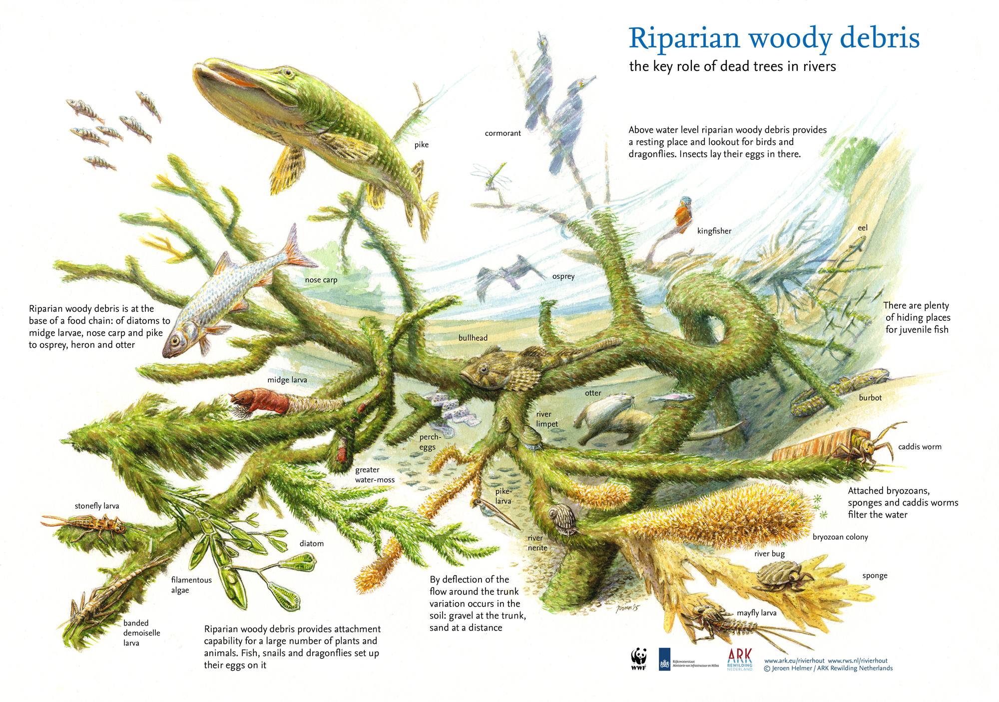 An illustration depicting the ecological role of riparian woody debris (dead trees in rivers) as a foundation for aquatic and terrestrial ecosystems. The image shows a submerged tree in a river, surrounded by diverse species such as pike, nose carp, otter, and kingfisher. Smaller organisms like diatoms, midge larvae, caddis worms, and bryozoan colonies are attached to or near the debris. Juvenile fish use the debris for shelter, while insects and birds rest and lay eggs above the water. Text explains how the debris supports food chains, provides attachment surfaces for plants and animals, filters water, and influences sediment deposition.