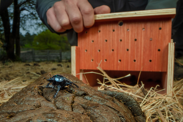 A person is holding a small wooden box with multiple holes drilled into it. In the foreground, a shiny dung beetle is crawling on a piece of cattle dung. The scene appears to be outdoors, with trees and a fence visible in the background.&nbsp;