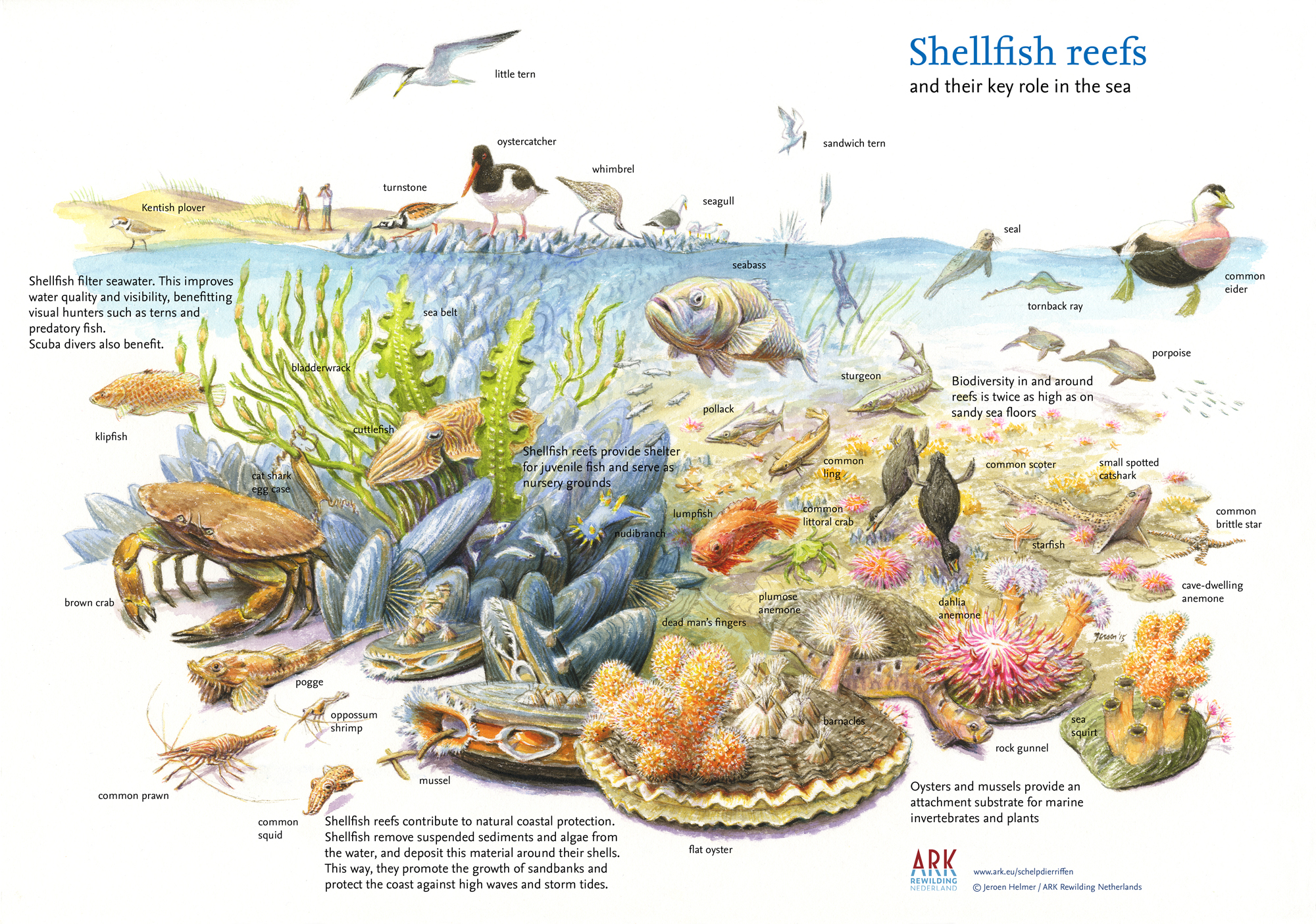 Shellfish reefs and their key role in the sea.