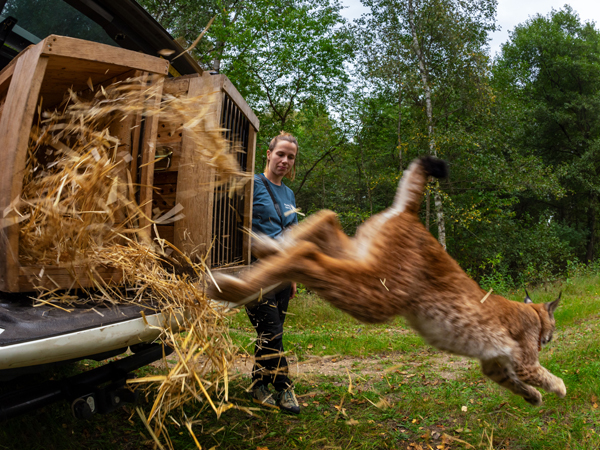 A Eurasian lynx is leaping out of a wooden crate filled with straw, which is placed on the back of a vehicle. The scene takes place in the Oder Delta in Poland, in a forested area with green trees and grass visible in the background.