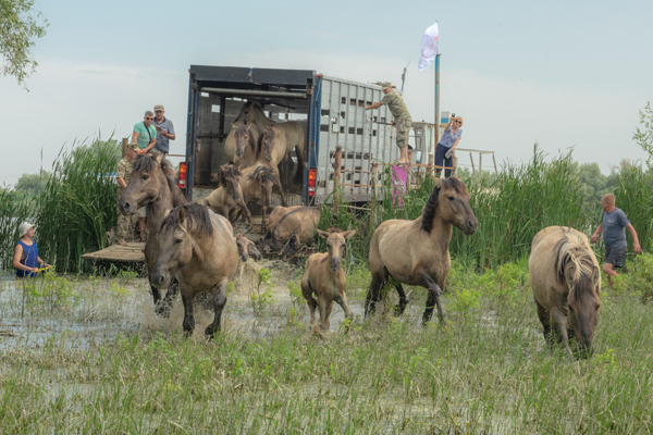 A herd of Konik horses is being released from a transport truck into a wetland area. Several people are present, some standing near the truck and others in the water guiding the horses. The scene is set in a lush, green environment with tall grasses and reeds. The horses are walking through shallow water as they exit the truck.