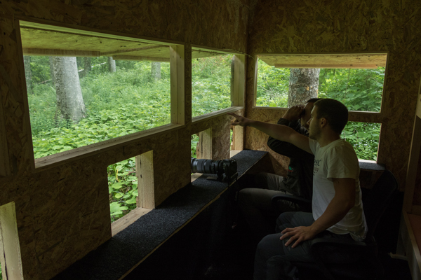 Two individuals inside a wooden hide, likely used for wildlife watching and photography, in the Velebit Mountains in Croatia.  The hide has several rectangular windows providing a view of the lush, green forest outside. One individual is pointing towards something outside, while the other appears to be looking in that direction. A camera with a large telephoto lens is placed on the ledge in front of them, indicating that they are prepared to photograph wildlife or nature scenes.