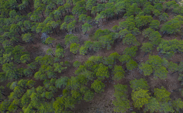 Aerial view of dense Black pine forest covering the Iberian Highland landscape. The image shows a vast expanse of green pine trees with their dark trunks visible, interspersed with patches of brown forest floor and rocky terrain.