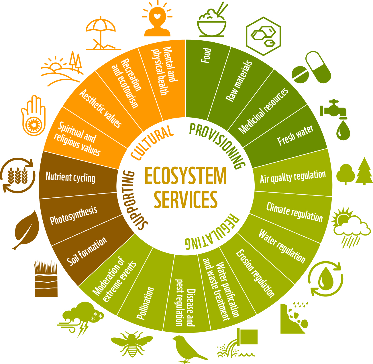 A circular infographic illustrating the four categories of ecosystem services: Supporting, Provisioning, Regulating, and Cultural. Each section highlights specific benefits:
Supporting services: Nutrient cycling, photosynthesis, soil formation, and moderation of extreme events.
Provisioning services: Food, raw materials, medicinal resources, and fresh water.
Regulating services: Air quality regulation, climate regulation, water regulation, erosion regulation, water purification, and pest and disease control.
Cultural services: Aesthetic values, spiritual and religious values, recreation, and physical activity.
Icons and colors visually represent each category, emphasizing the interconnectedness of nature and its benefits to humans.